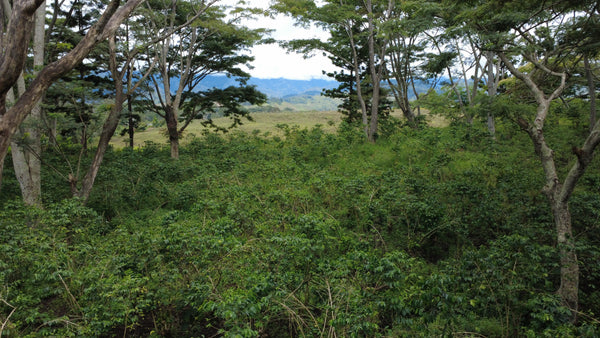 Tradewinds Coffee Expedition - Sydney Harbour to Goroka Papua New Guinea