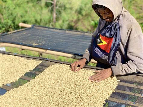 Timor-Leste Lorosa Grade 1 Semi Washed Coffee