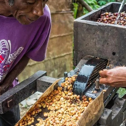 Timor-Leste Lorosa Grade 1 Semi Washed Coffee