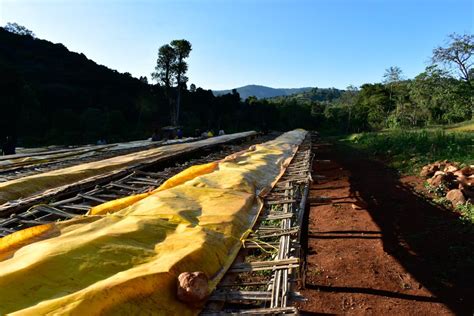 Ethiopia Guji Hambella Dikitu Anaerobic Grade 1 Coffee