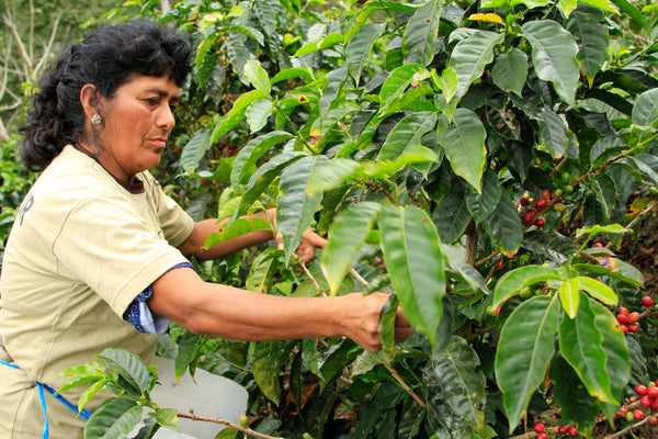 Peruvian Feminino Organic Coffee