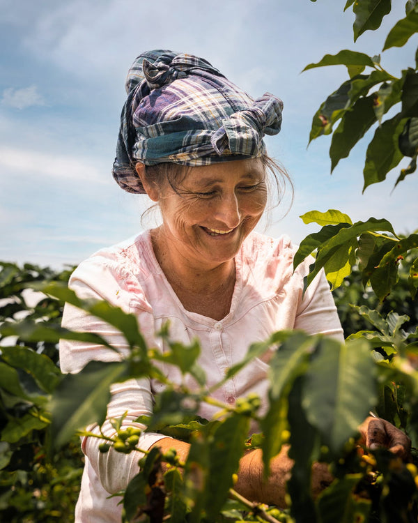 Mexican Chiapas Organic Coffee