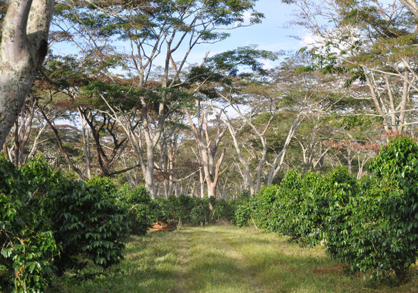 Papua New Guinea Kokoda Organic Coffee