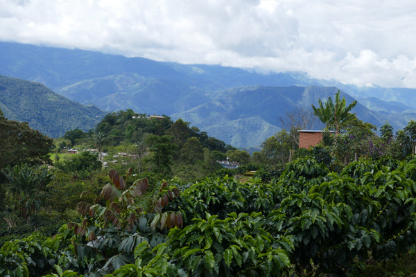 Peruvian Feminino Organic Coffee